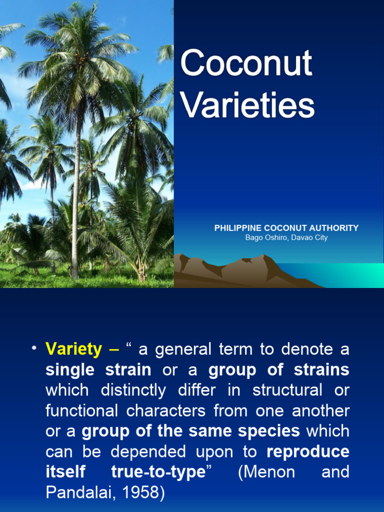 Philippine Coconut Varieties Overview | PDF | Coconut | Botany