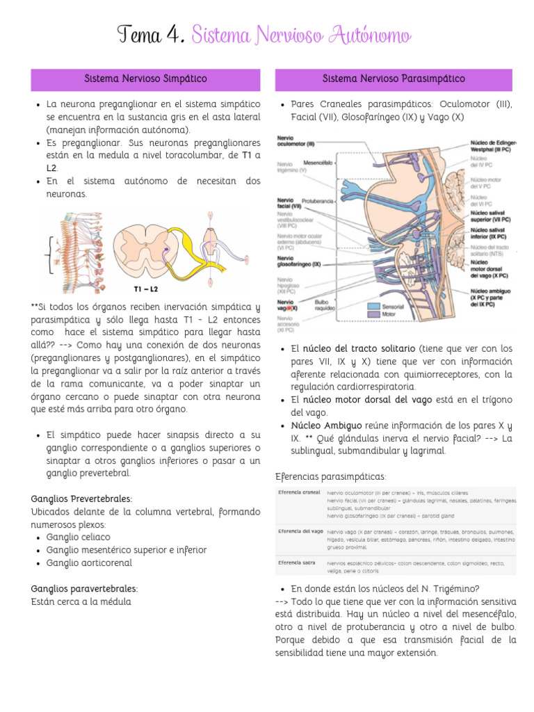 Tema 4 Sistema Nervioso Autónomo Pdf Nervio Vago Neurociencia