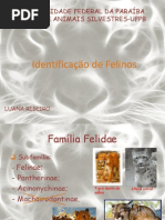 Identificação de felinos