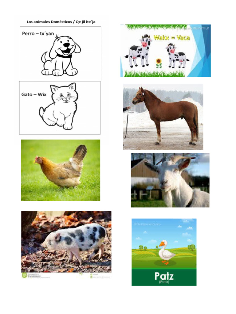 Animales | PDF