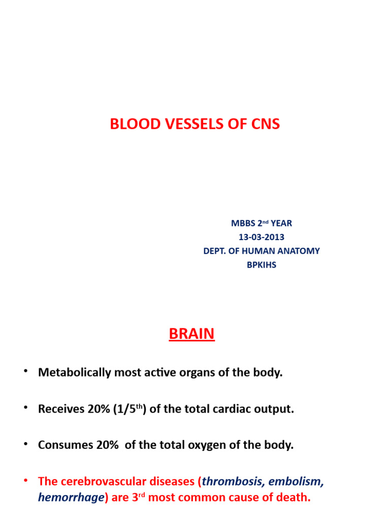 Blood Vessels of the CNS Explained | PDF | Vein | Common Carotid Artery