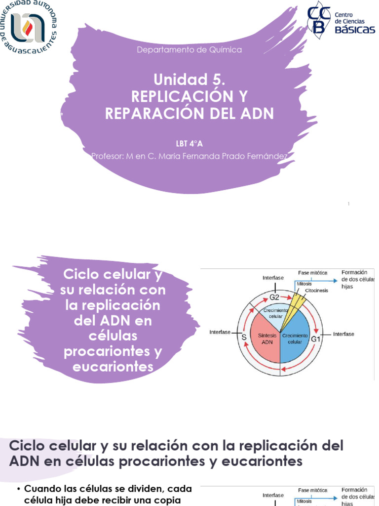 Replicación y Reparación del ADN en Células | PDF | Replicación De Adn ...