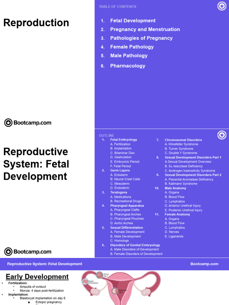 Fetal Development and Pathologies Overview | PDF | Menstrual Cycle ...