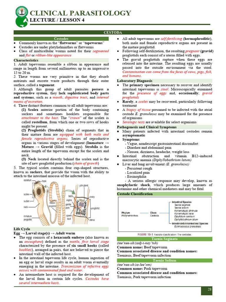 Cestodes: Tapeworms Overview and Diagnosis | PDF | Medical Specialties ...