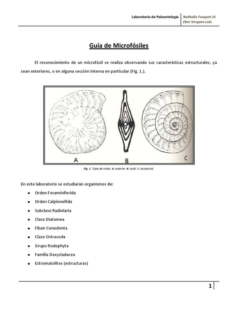 Guía de Microfósiles y Foraminíferos | PDF | Arrecife de coral | Algas