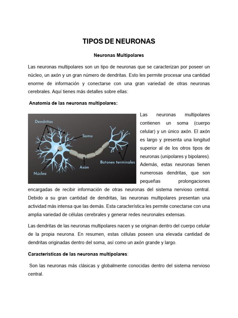 Tipos de Neuronas y sus Funciones | PDF | Neurona | Sistema nervioso