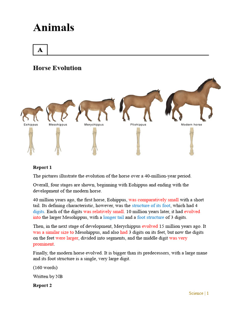 Animals | PDF | Horses | Tooth