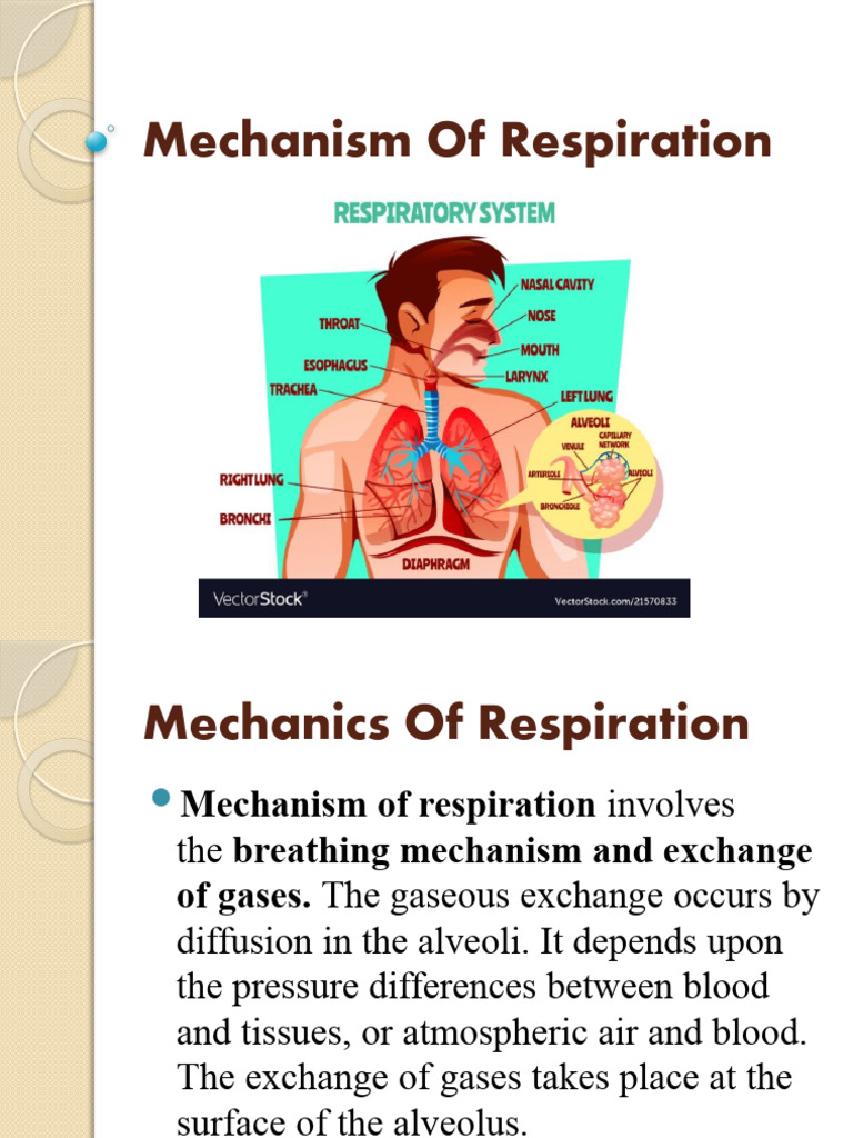 Understanding the Mechanism of Respiration | PDF | Respiratory System ...