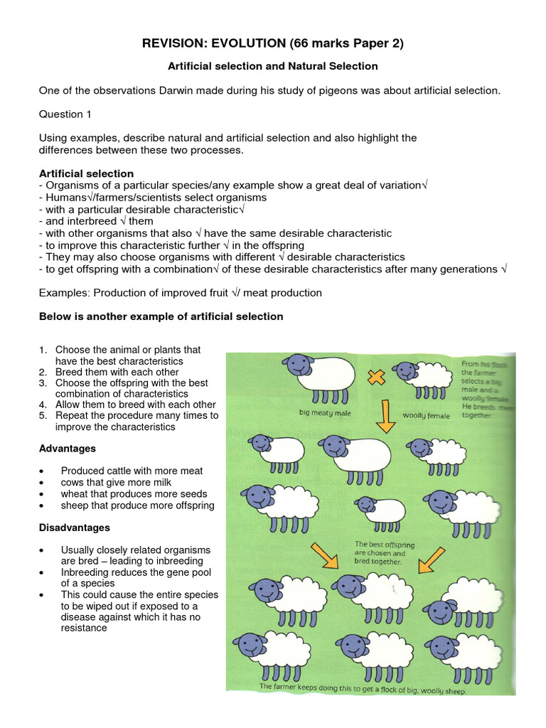 Natural vs. Artificial Selection Explained | PDF | Evolution ...