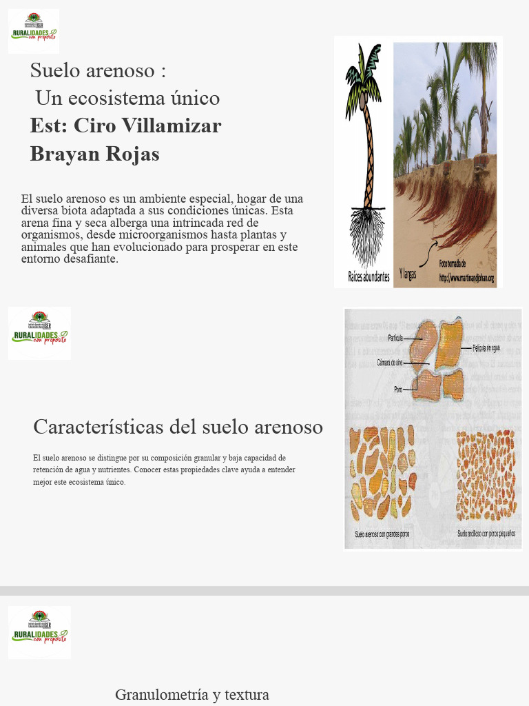 Suelo Arenoso Un Ecosistema Unico | PDF | Suelo | Microorganismo