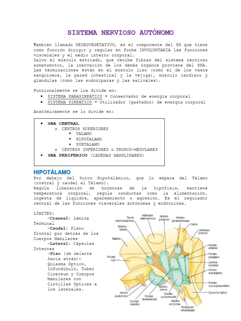 Sistema Nervioso Autonomo Pdf Hipotálamo Acetilcolina