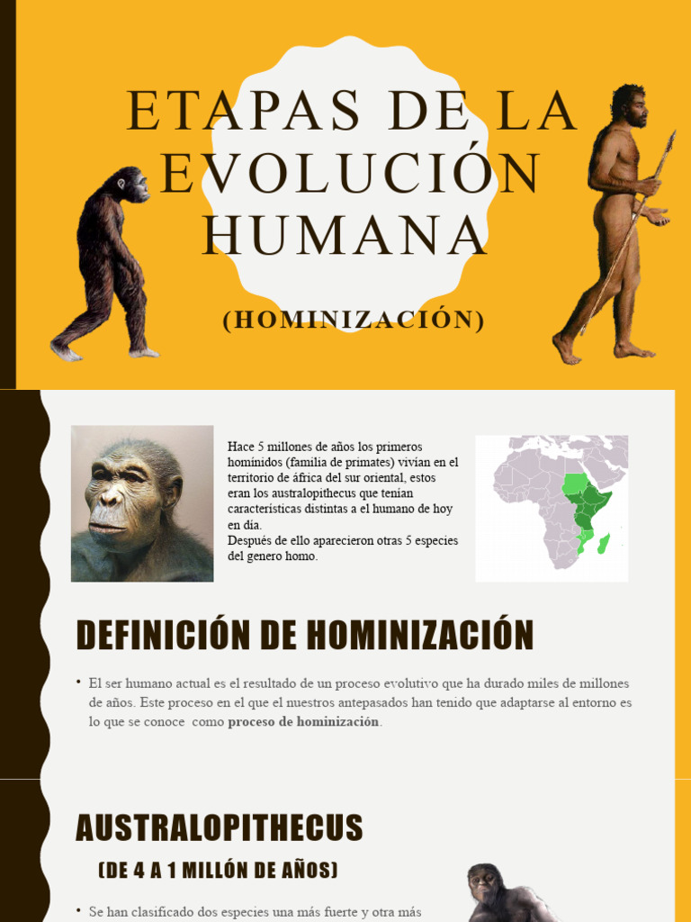Etapas de La Evolución Humana | PDF | Homo | Evolución humana