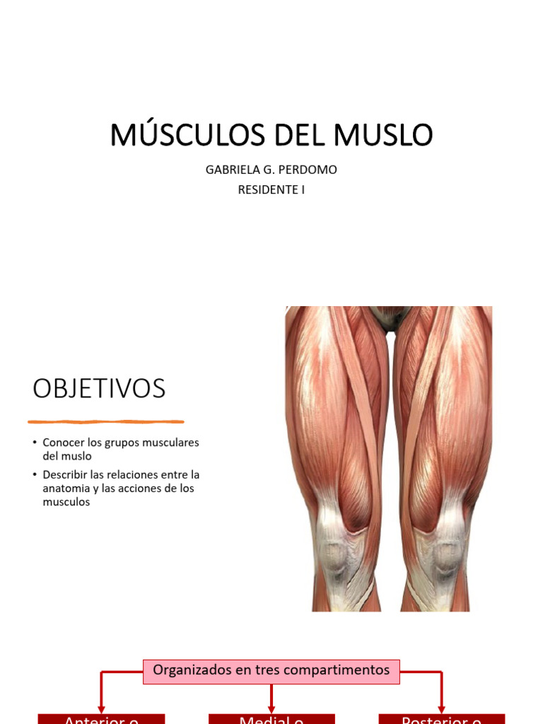 Musculos Del Muslo1 | PDF | Tejido suave | Anatomía