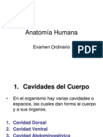 Anatomía Humana Examen Ordinario