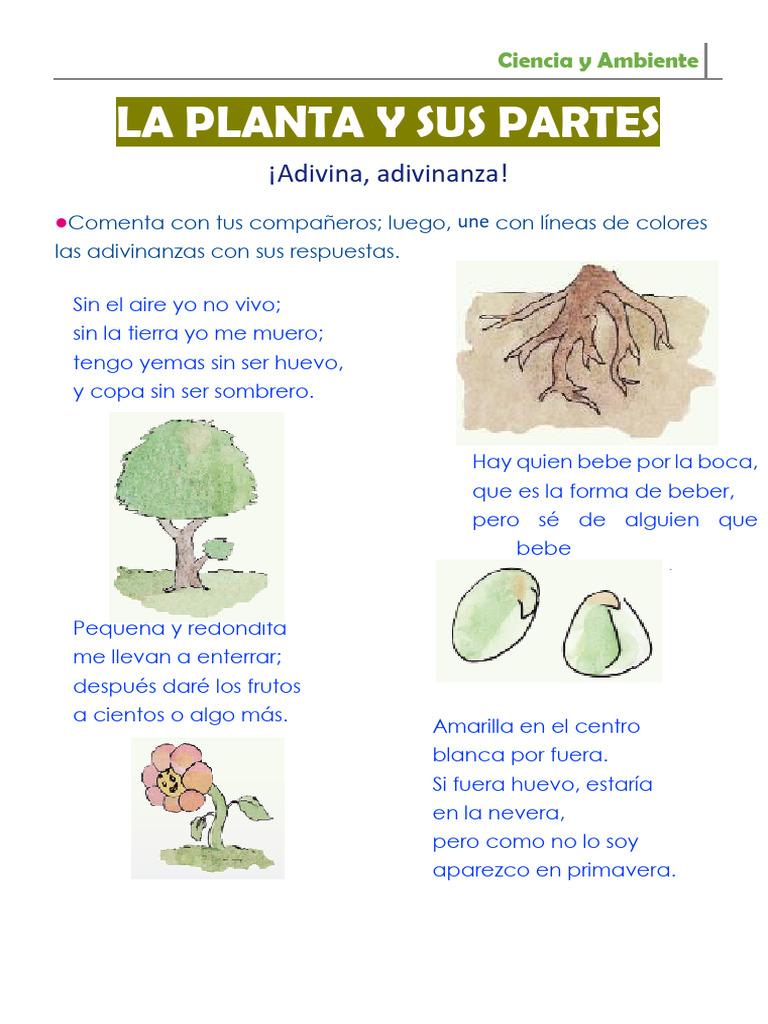 La Planta y Sus Partes para Primer Grado de Primaria | PDF