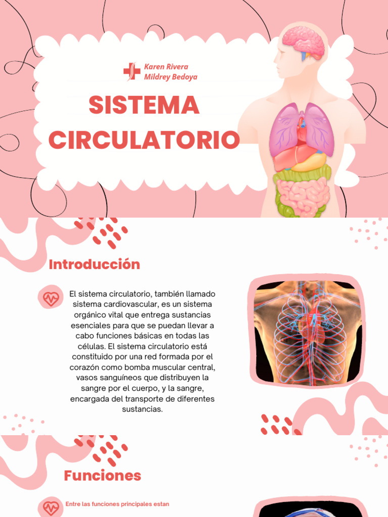 Sistema Circulatorio para Niños | PDF | Corazón | Artería