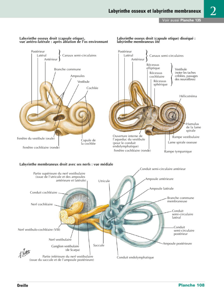 Anatomie du labyrinthe oreille interne | PDF | Système vestibulaire ...