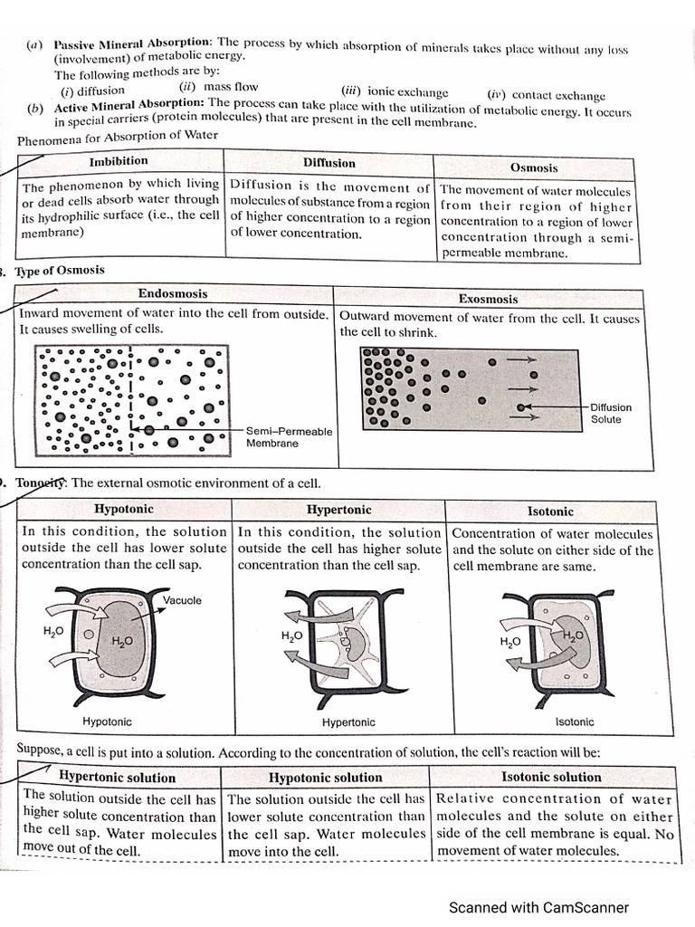 Biology Absorption And Transpiration Pdf