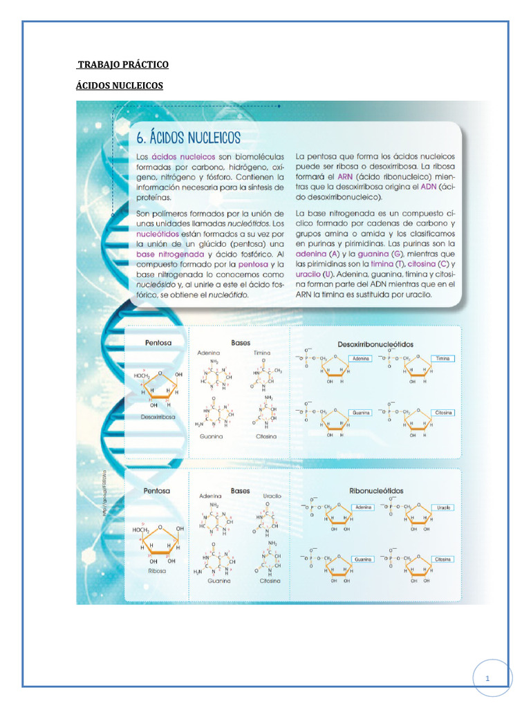Guía de Estudio: Ácidos Nucleicos | PDF | Artes del Lenguaje y ...