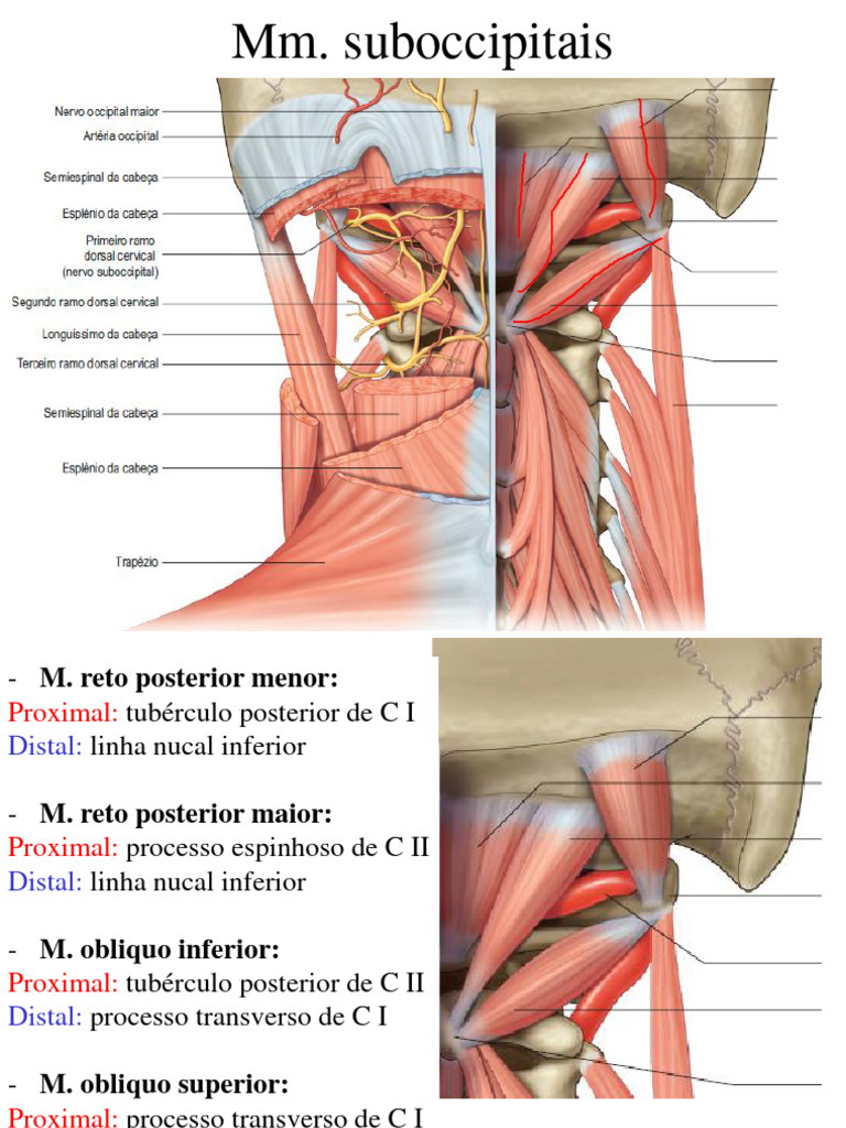 Bloqueio do Plano do Eretor da Espinha: Uma Revisão de Evidências Atuais, image size:768x1024