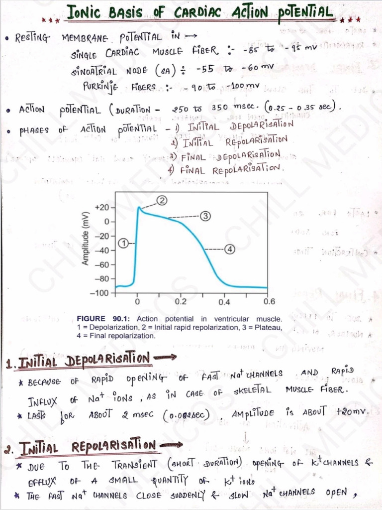 Cardiovascular System Physiology Notes | PDF