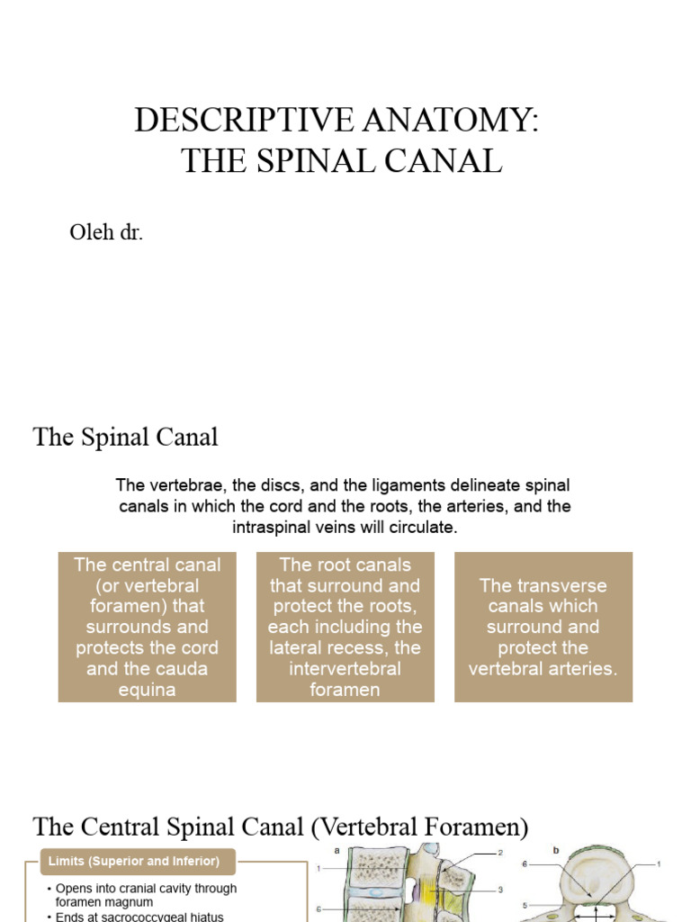 Descriptive Anatomy - The Spinal Canal | PDF | Vertebra | Vertebral Column