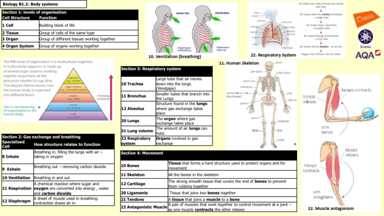Human Respiratory System Overview | PDF | Respiratory System | Breathing