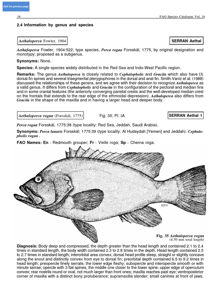 FAO Species Catalogue Vol. 16 | PDF | Vertebra | Vertebral Column
