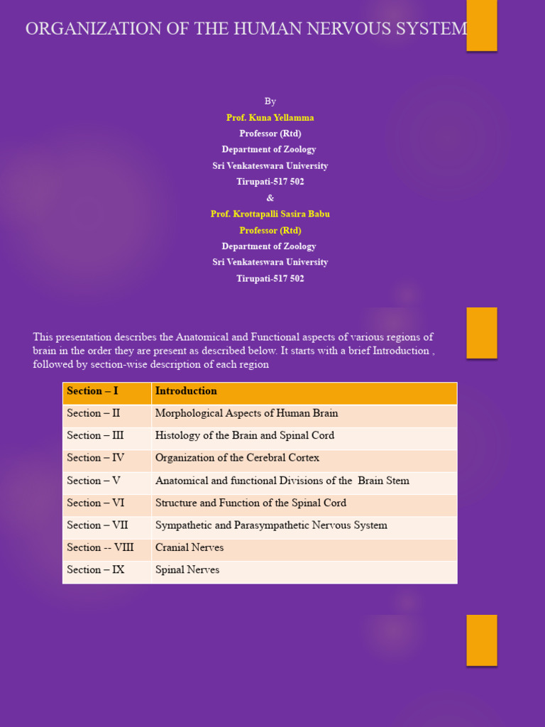 Organization of The Human Nervous System | PDF | Cerebral Cortex ...