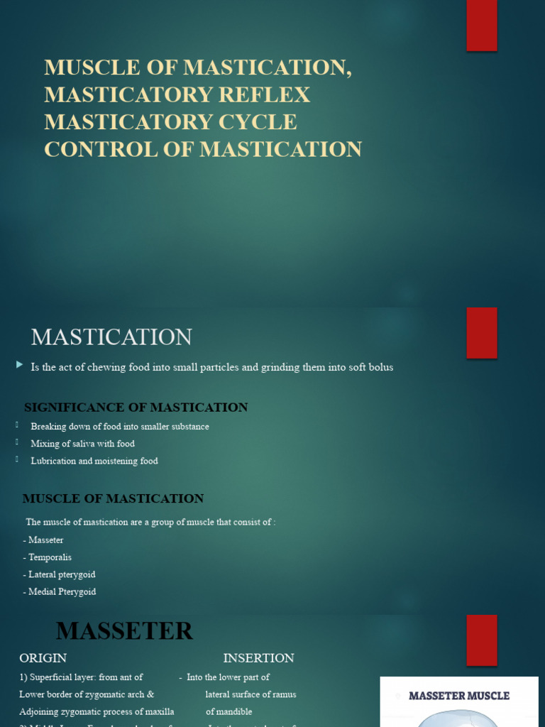 Presentation 4 | PDF | Human Head And Neck | Musculoskeletal System