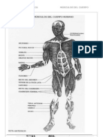 Musculos Cuerpo Humano