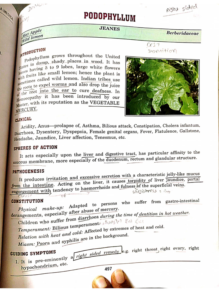 Podophyllum | PDF