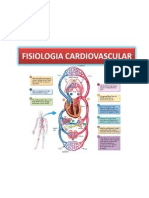 Sistema Cardiovascular