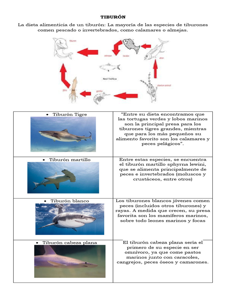 Dieta de Tiburones: Especies y Alimentos | PDF