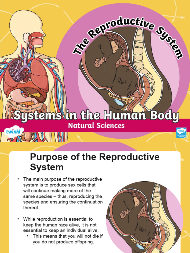 Overview of Human Reproductive System | PDF | Reproductive System ...