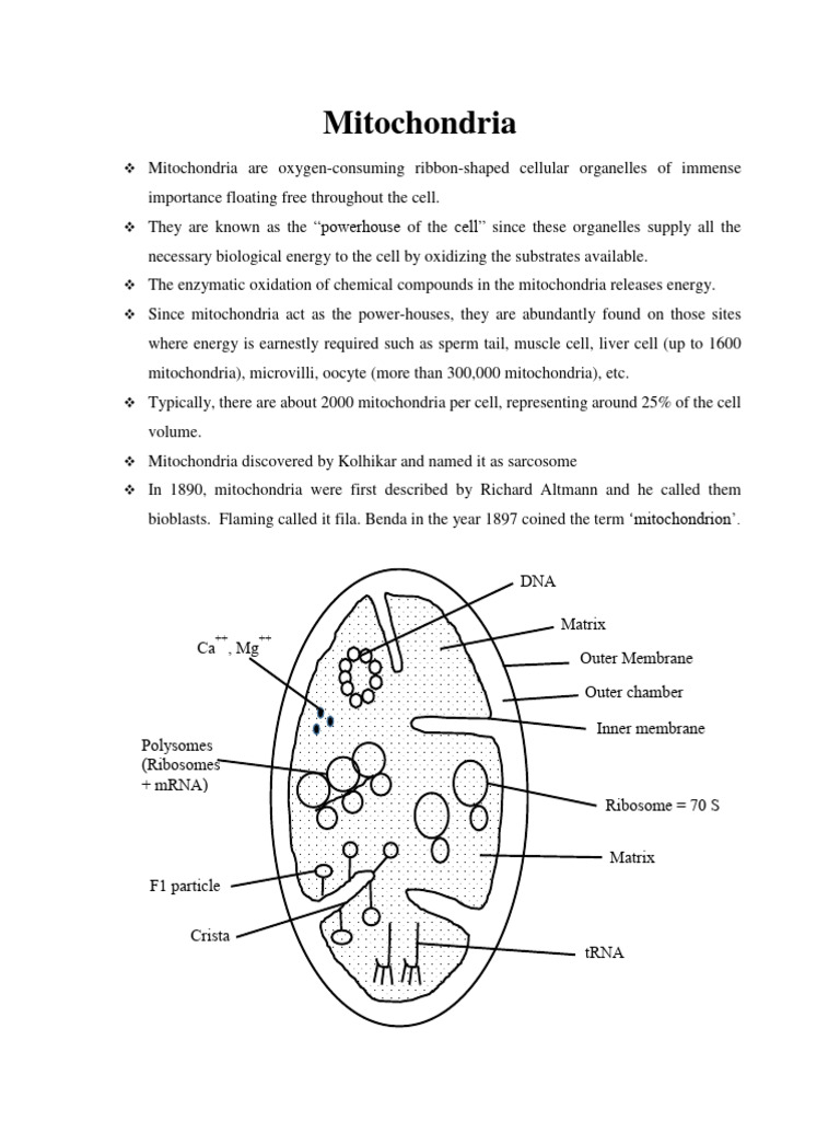 ميتوكوندريا | PDF | Mitochondrion | Adenosine Triphosphate