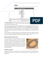 Circulatory System