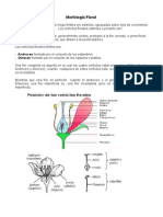 Morfologia Floral