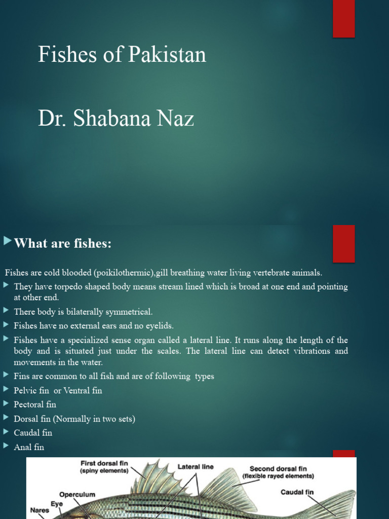 Fishes of Pakistan: Types & Species | PDF | Fish