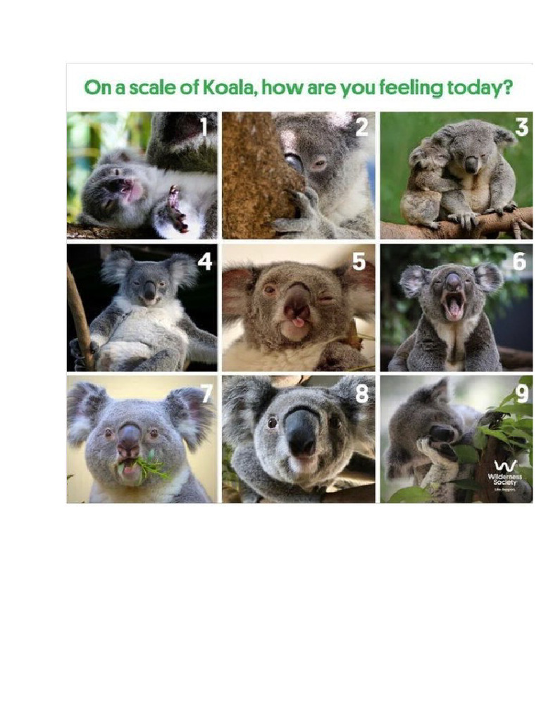 Koala | PDF