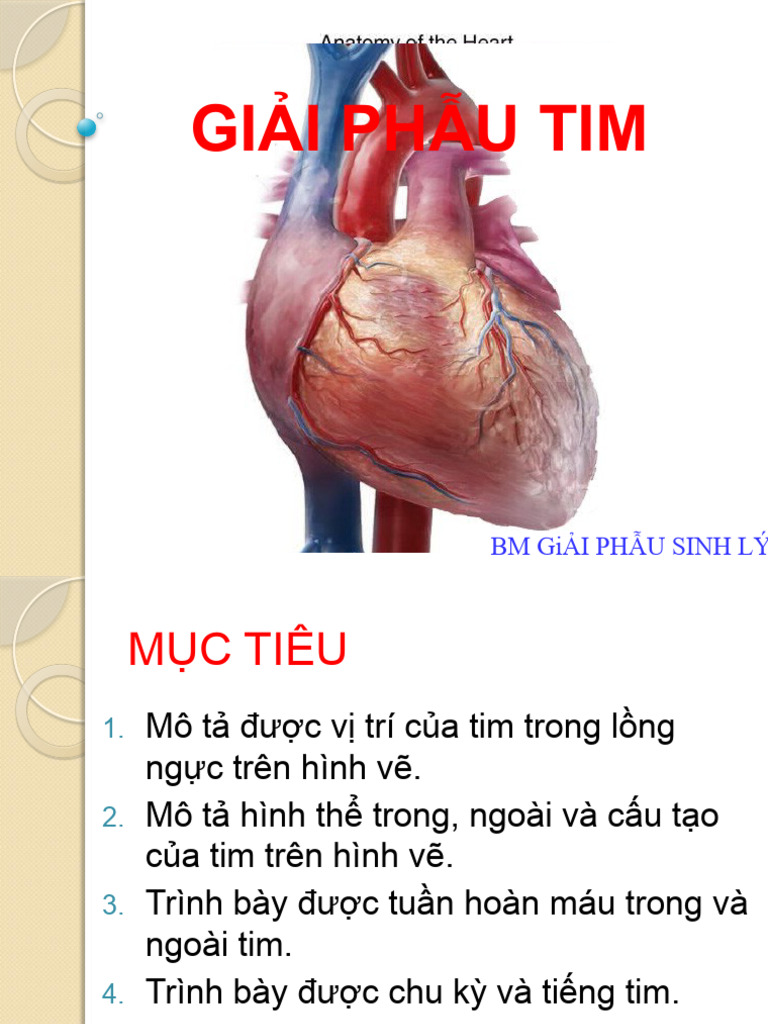 Tim (Pass) | PDF