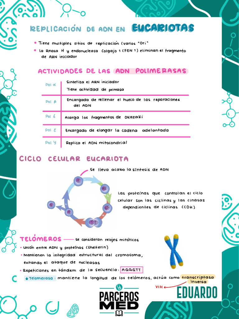 ADN Eucariotas - ParcerosMed | PDF | Adn | Replicación De Adn