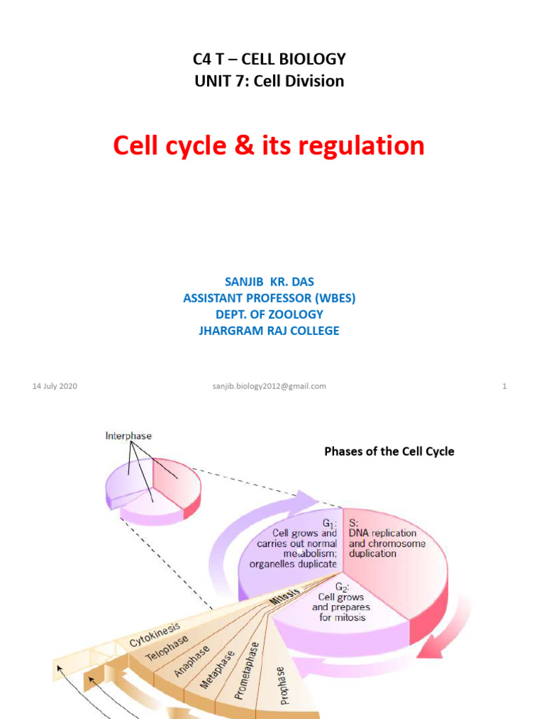 Cell Cycle Regulation and Phases Explained | PDF | Cell Cycle | Dna ...