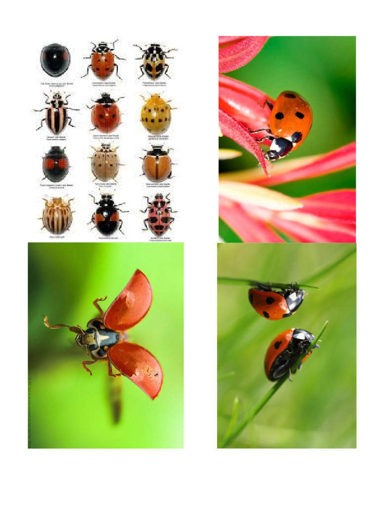 Insectos | PDF