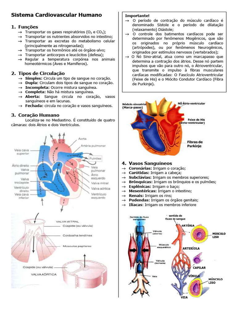 Funções e Estrutura do Sistema Cardiovascular | PDF | Coração | Sistema ...