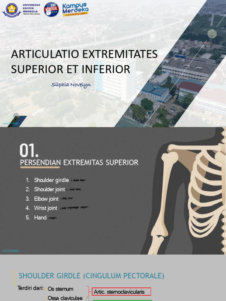 Persendian Extremitas Superior dan Inferior | PDF