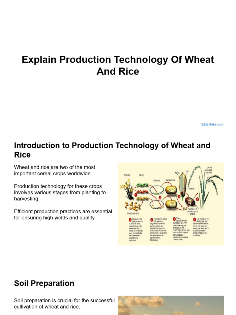 wheat-and-rice-production-technology-pdf-wheat-rice