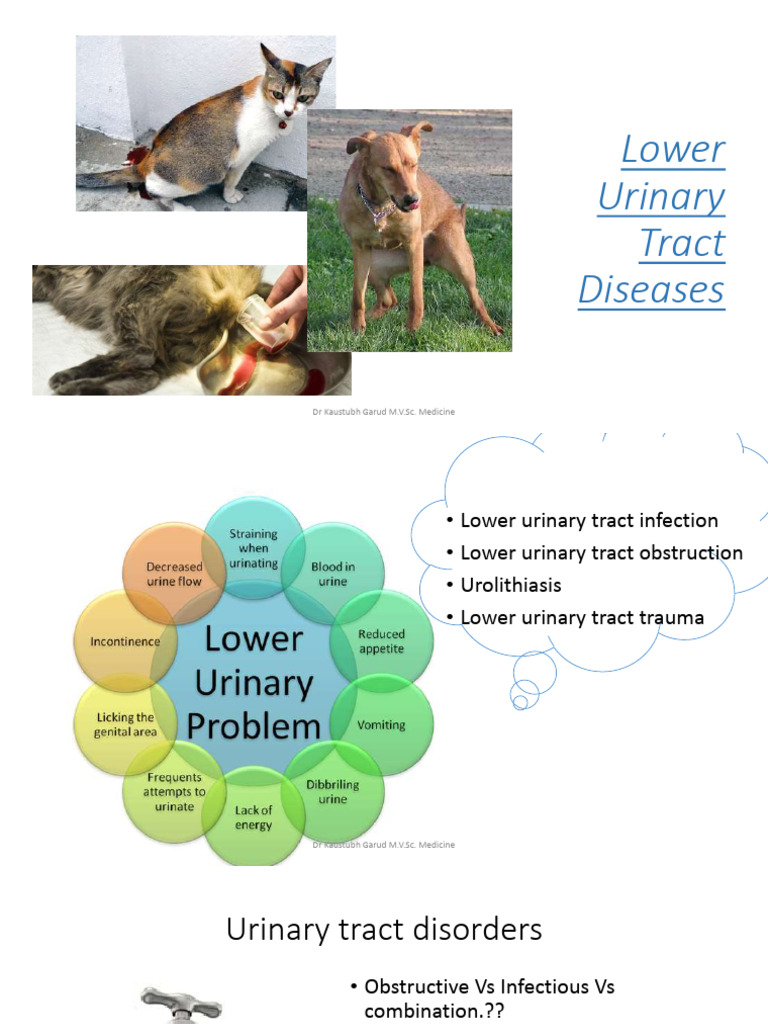 Diseases of Lower Urinary Tract PDF Urinary Tract Infection — free download