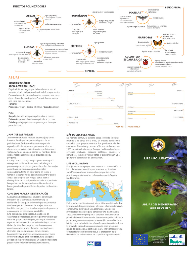 Guia de Abejas | PDF | Mosca | Abejas