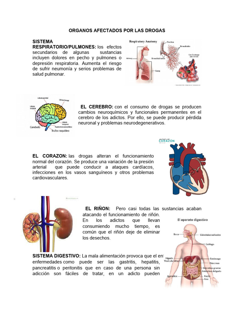 Organos Afectados Por Las Drogas | PDF | Cocaína | Heroína
